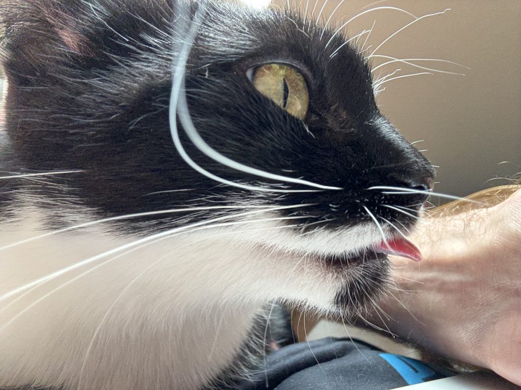 Muffin, the second office cat,, also black and white but more black,  giving the critical eye with her tongue out.