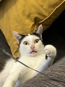 Pixel - the office cat and unofficial SEO strategy supervisor. She is black and white looking at a toy, mouth half open, making big eyes.